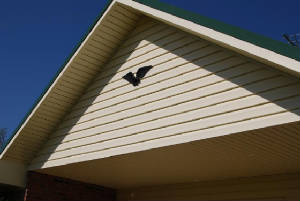 greenroof/vinyl Siding Job 4/5/10